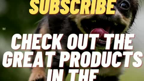 🐶🤣 Funny Dogs Part 2 - Hilarious Dog Videos - Funny Dogs - Silly Dogs #Shorts 🐕🐕🐕