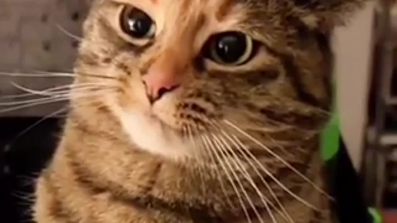 Amazing cat 🐈‍⬛ trending video