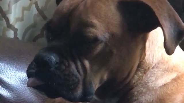 Dog Can’t Stay Awake