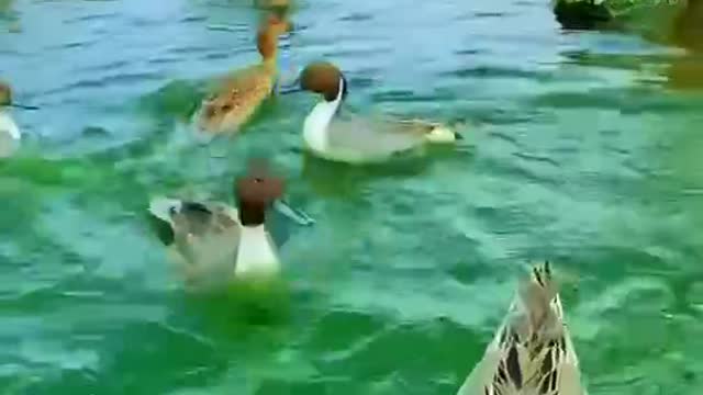 Under the bridge in front of the gate, swim past a flock of ducks