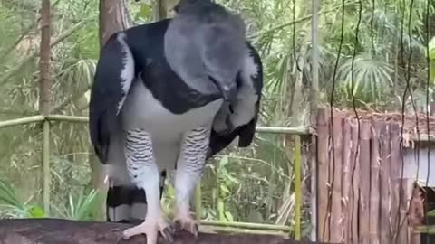 Harpy eagle - one of the biggest if not the biggest eagle in the world.