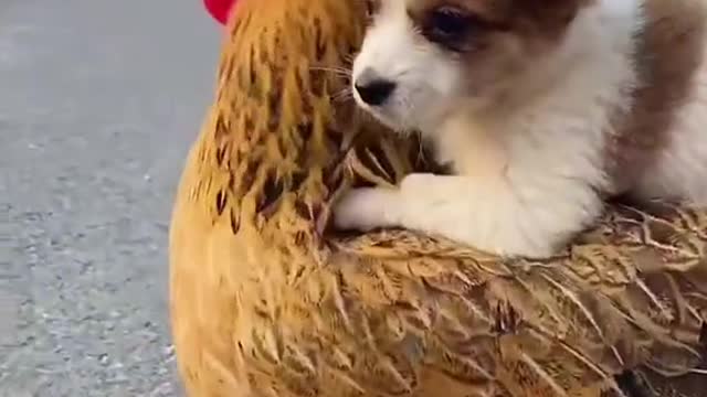 Love story of Hen and Puppy🥰