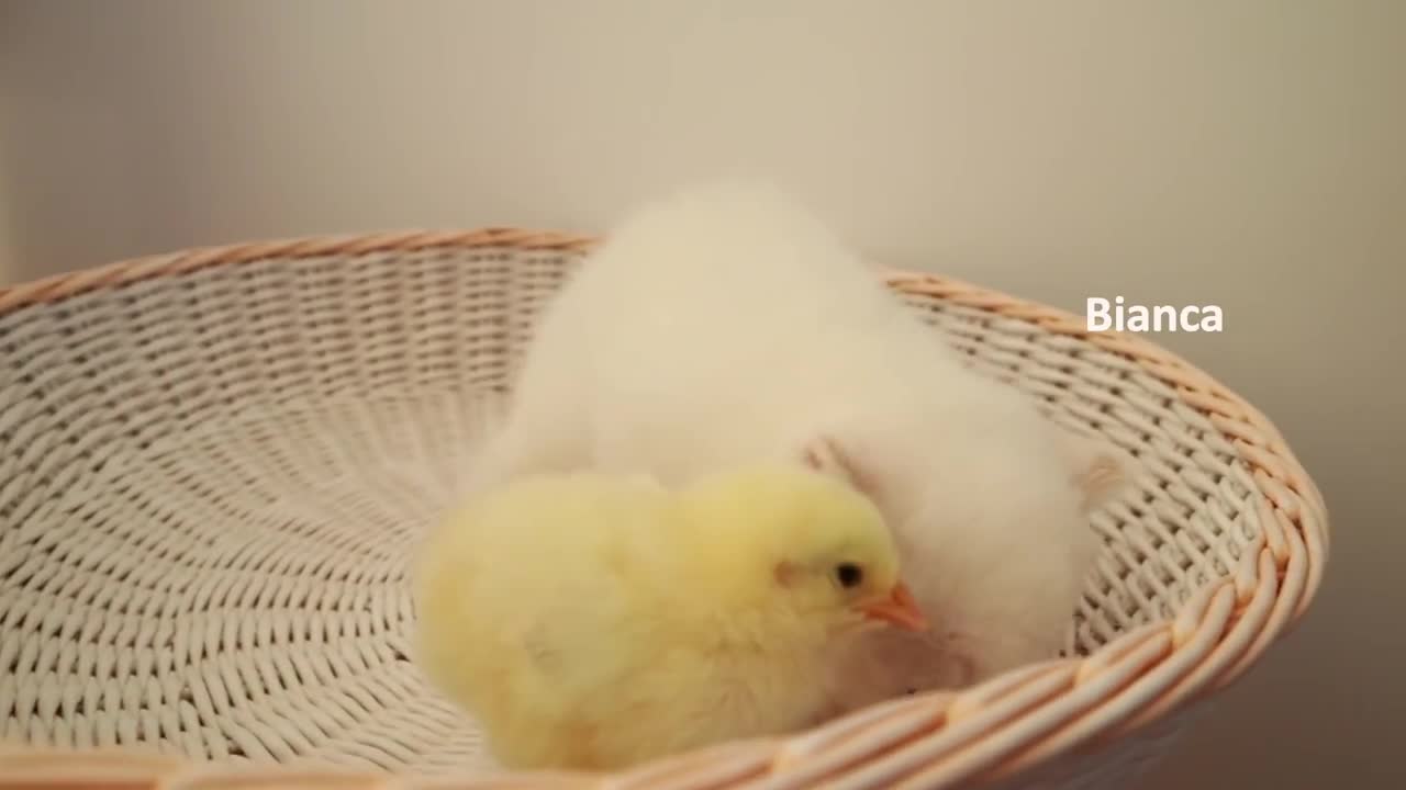 Kittens walk with a tiny chicken