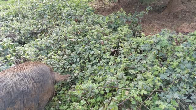 Pigs Love New Blackberry Growth