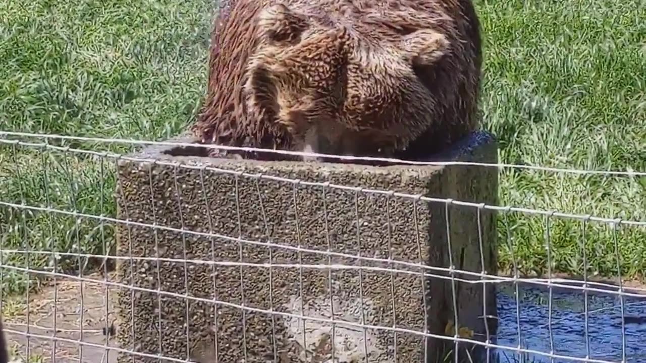 Bear Washes Her Hair