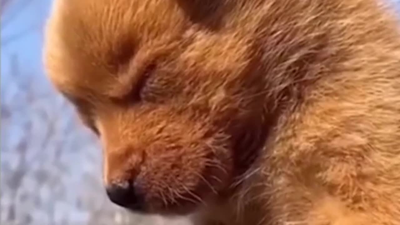 PETS COMBINED