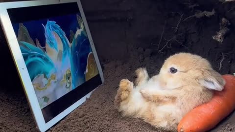 Cute rabbit playing and enjoying || rabbit || pets lover