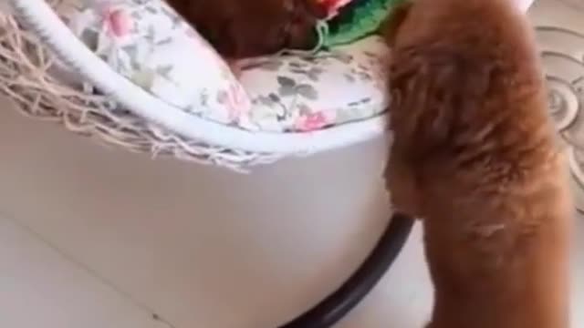 🤣 Funny dog videos try not to Laugh clean 🤣