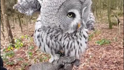Can't stop laughing animals 🐈😺 Cute #03💋🥺