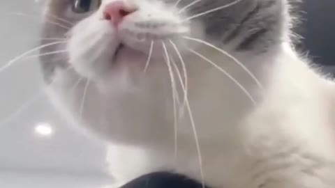 Cats Being Cute ♥ OMG So Cute