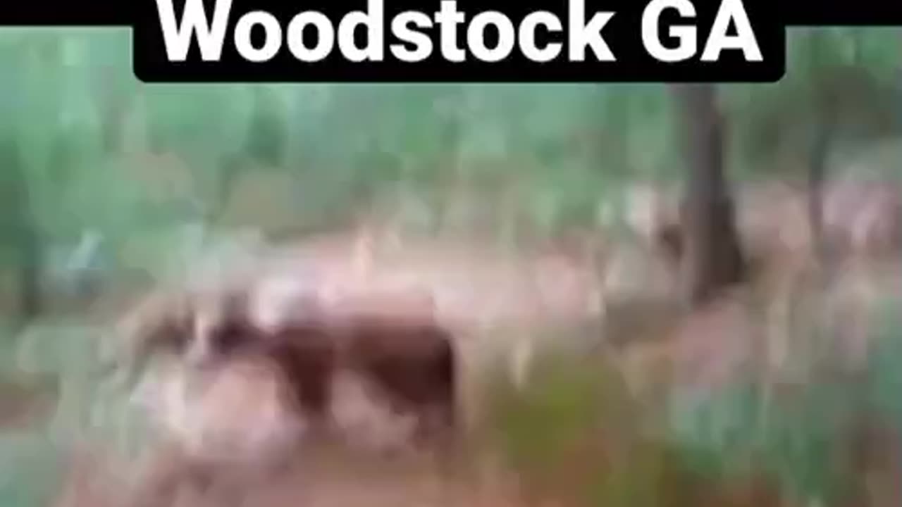 POSSIBLE DOGMAN SIGHTING IN WOODSTOCK GA