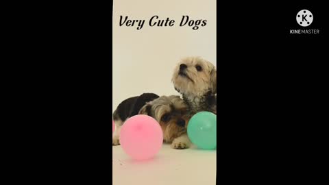 Cute Dog 🐕🐕