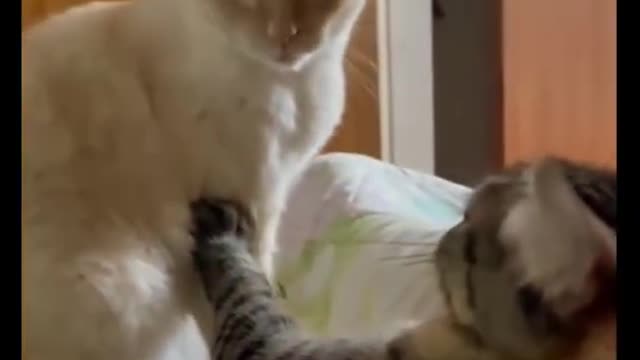 Funny Cat Videos