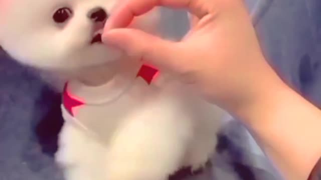 Cute Funny Dogs video | funny dogs videos | funny puppy video