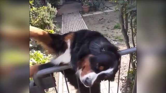 Waiting for the owner