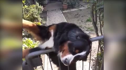 Waiting for the owner