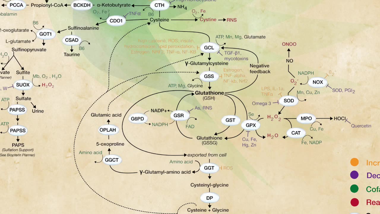 The Vital Role of Glutathione: Detoxification, Inflammation, and Overall Health June 20, 2024