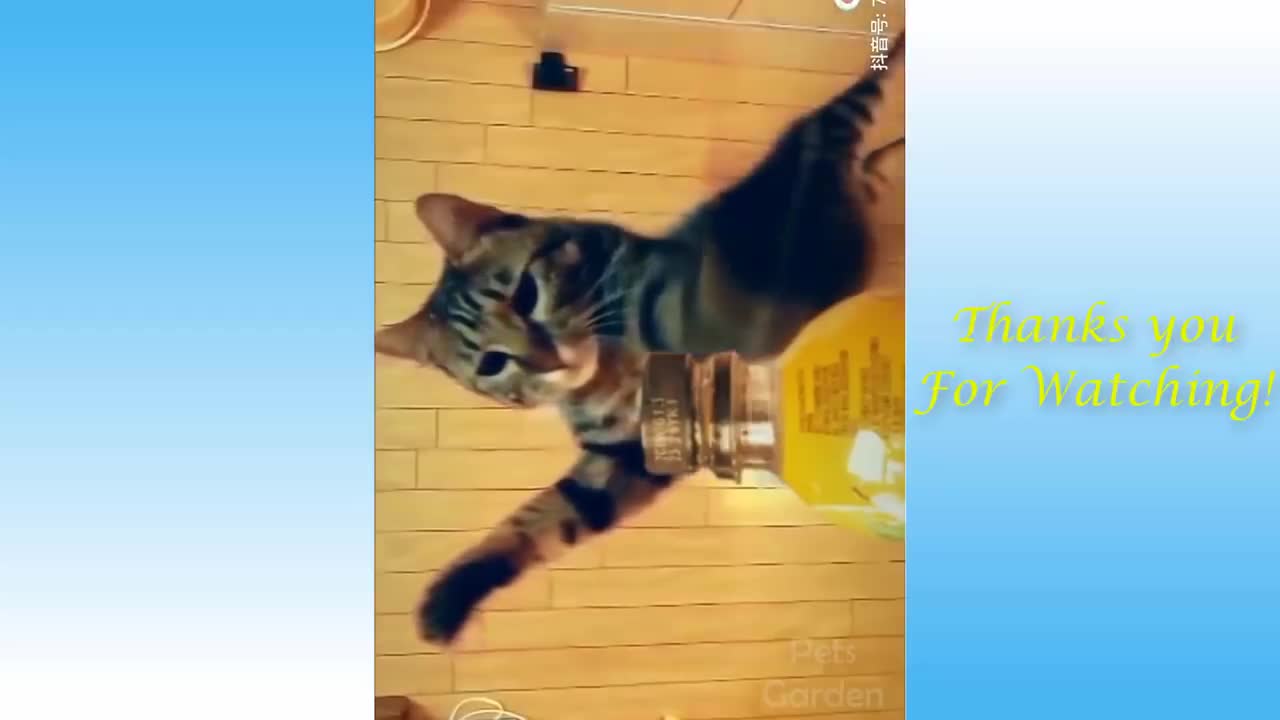 Cute Pets And Funny Animals Compilation <3 parte 4