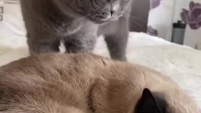 Funny cat videos