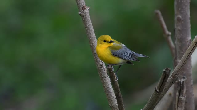 Prothonotary Warbler At Venus Ranch