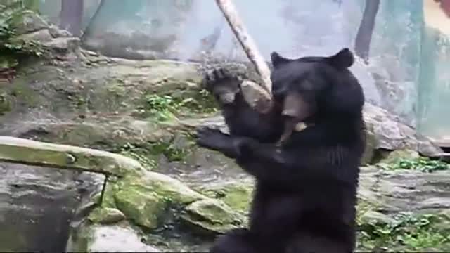 bear pulls of an amazing kung fu performance with a stick