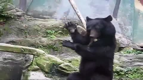 bear pulls of an amazing kung fu performance with a stick