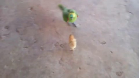 chicken chick fights with parrot