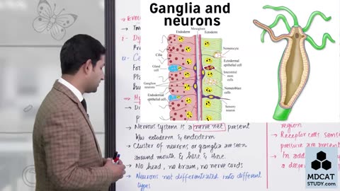 LEC#13 EVOLUTION OF NERVOUS SYSTEM