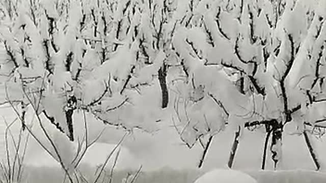 Snowfall in Kashmir