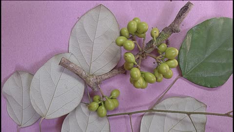 Abútua ( Chondrodendon platiphyllum ) serve para tratamento de menstruação atrasada