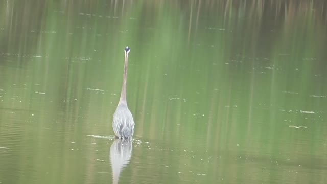 45 Toussaint Wildlife - Oak Harbor Ohio