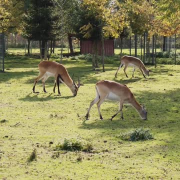 Deer Eating Grass