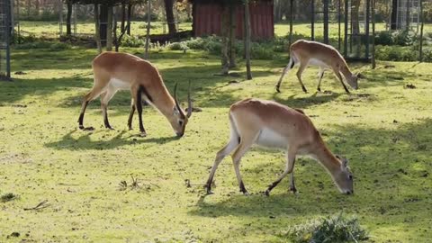 Deer Eating Grass