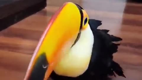 funny birds videos | talking birds videos