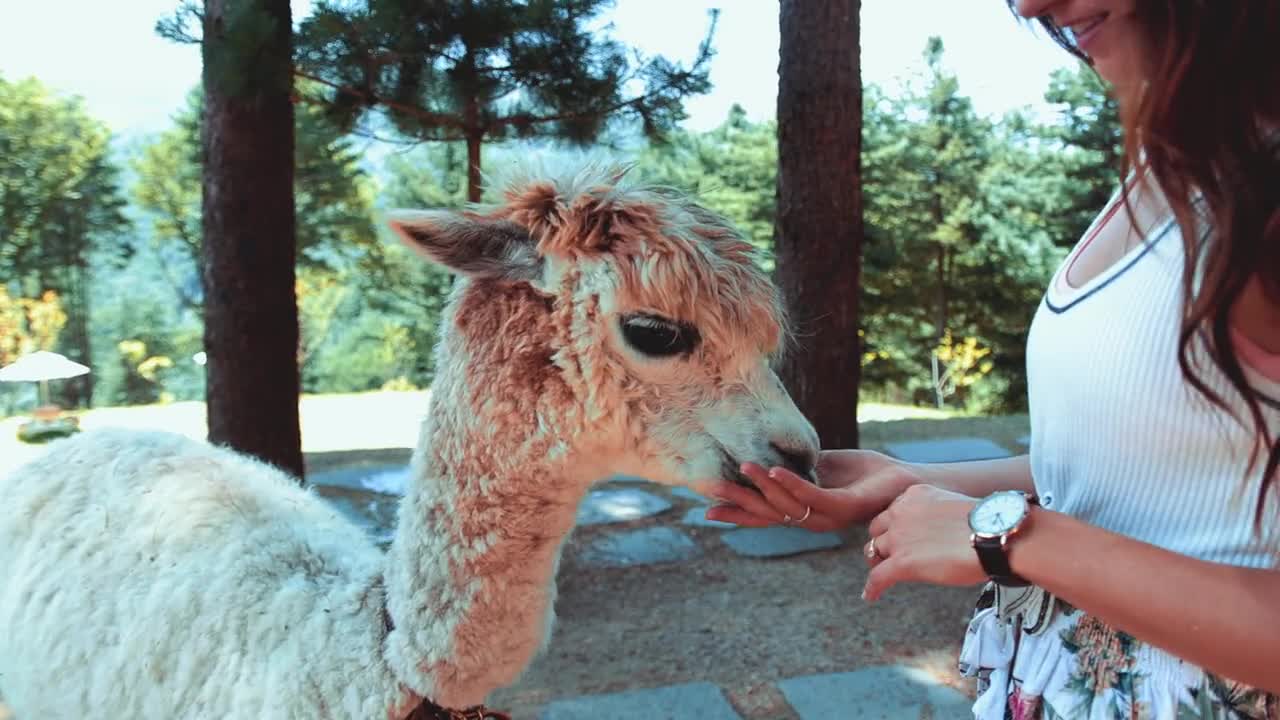 Beautiful goat with a beautiful girl