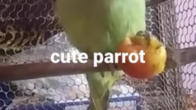 #parrot ka favourite food video 2021