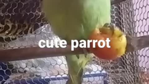 #parrot ka favourite food video 2021