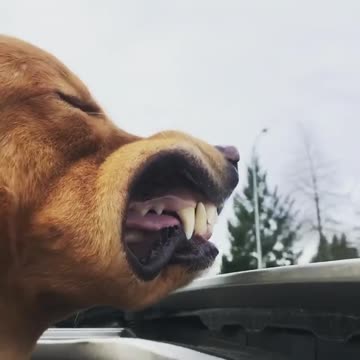 This pup knows the best way to go on a road trip