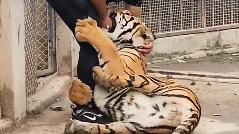 OMG😱😱🤯🤯 TIGER ATTACK ON A BOY..!