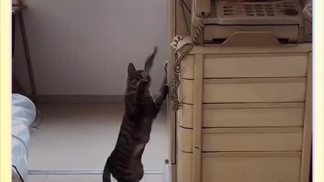 funny video cute kitten