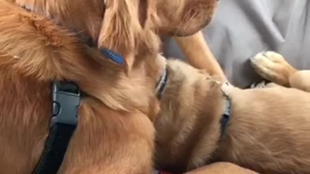 Large tan dogs lay in backseat of moving car