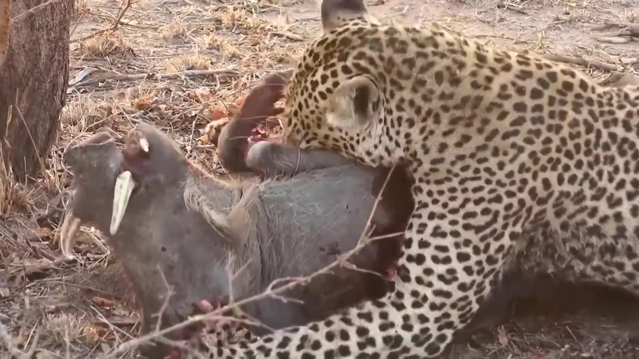 Lion King Vs The cheetah