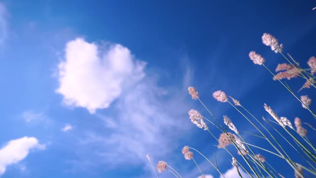 Grass under the blue sky and white clouds