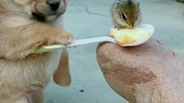 dog baby feeding the chick