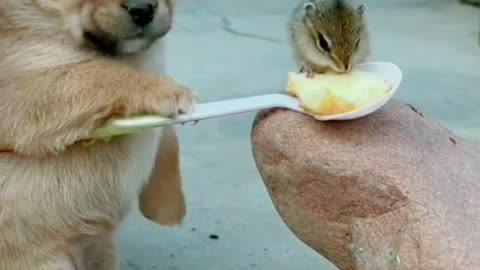 dog baby feeding the chick