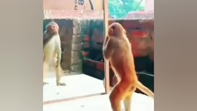 Then the monkey see her face in meeror ..see fills crazy...