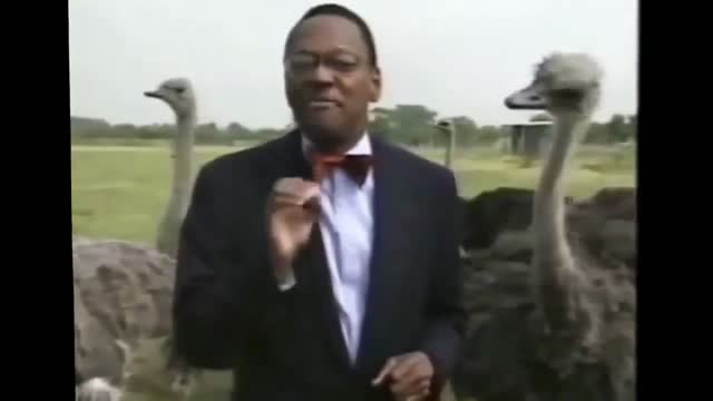 Funny Animals' Life