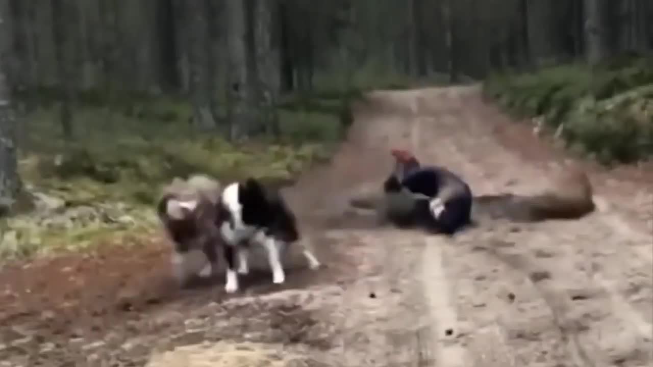Dogs Take Woman On Bike Ride