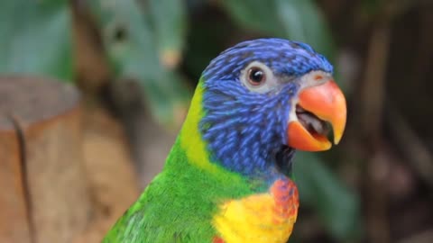 PARROT VIEW NATURAL