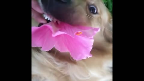 Best Animals Minutes of Funny Cats and Dogs